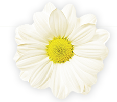 daisy
